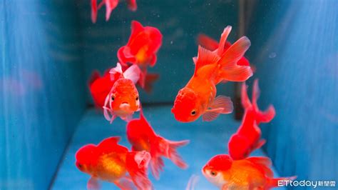 寵物魚種類|8種適合新手養的魚 1500元就能在家打造「療癒水族箱。